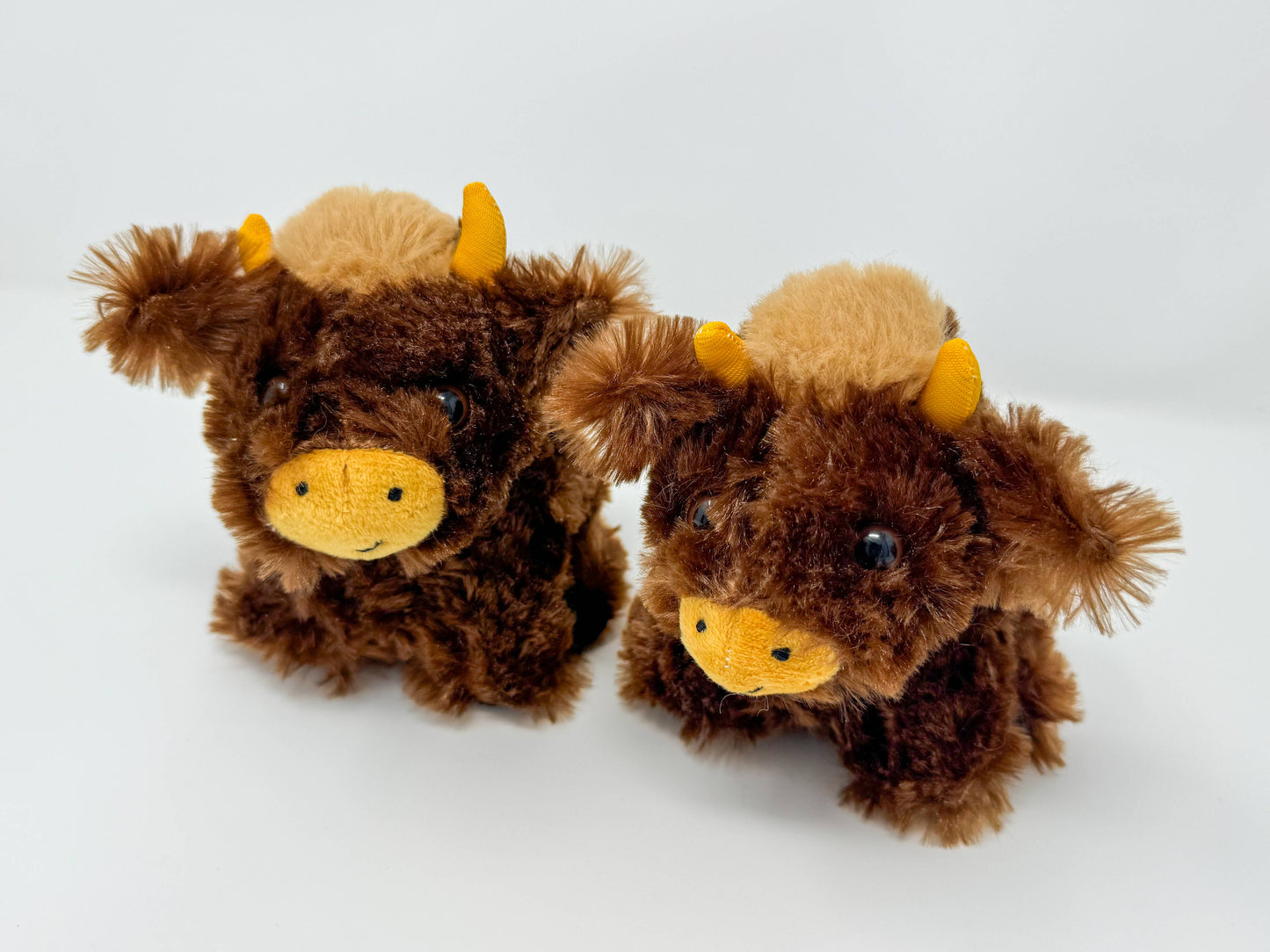 Baby Highland Cow