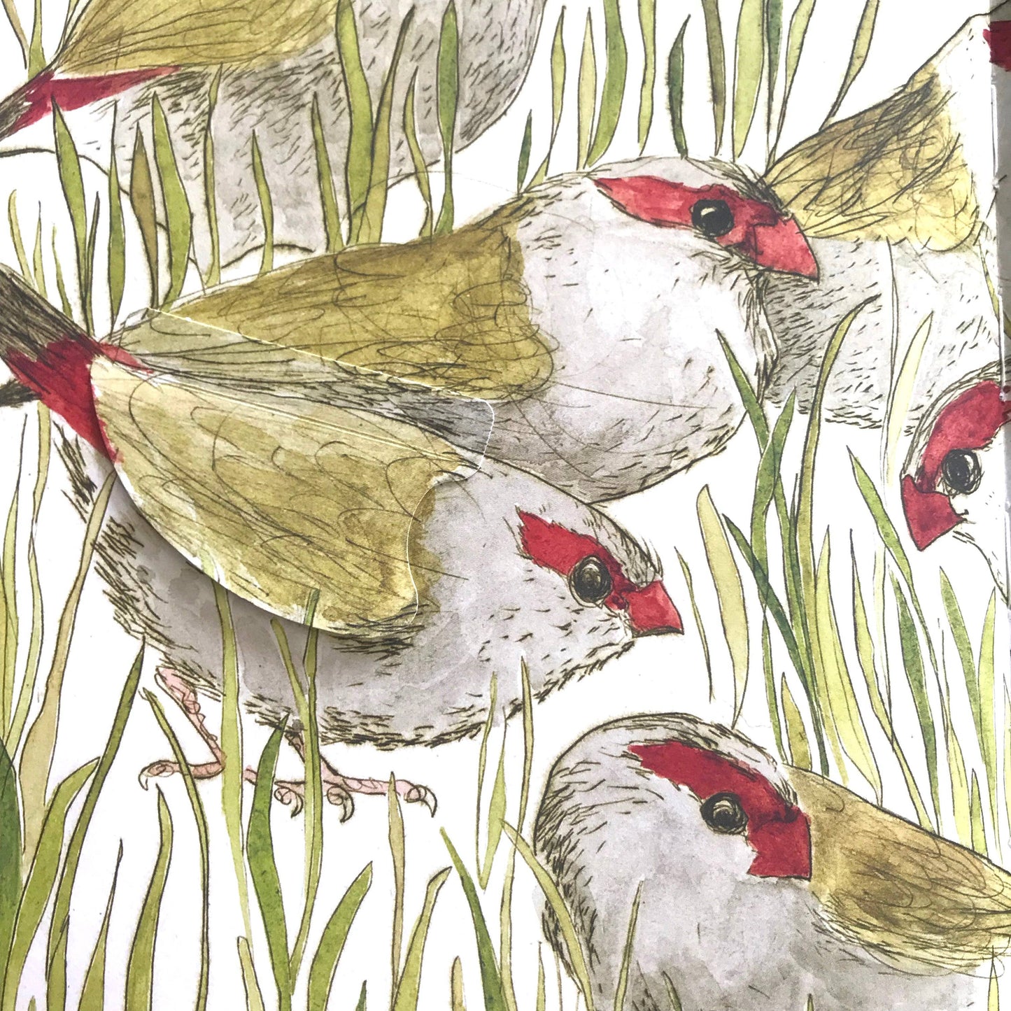 Bridget Farmer Printmaker - The Bush Birds - Children's Lift The Flap Book