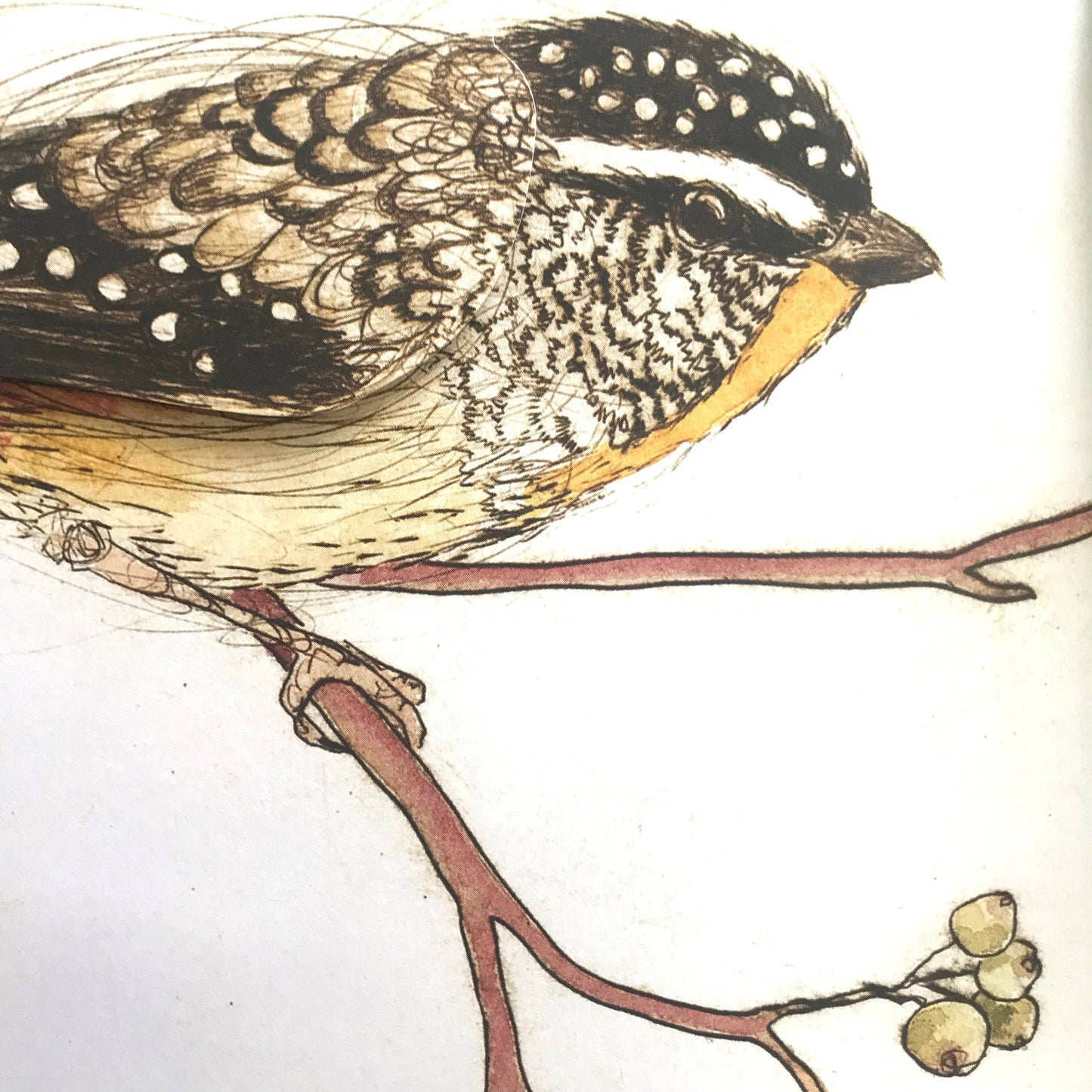 Bridget Farmer Printmaker - The Bush Birds - Children's Lift The Flap Book
